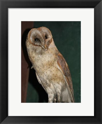 Framed Barn Owl Portrait Print