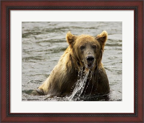 Framed Brown Bear Fishing Print