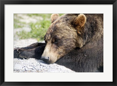 Framed Grizzly Bear Lying with His Head Down Print