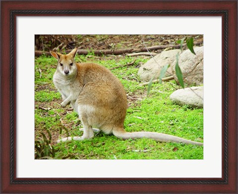 Framed Kangaroo Outdoors Print