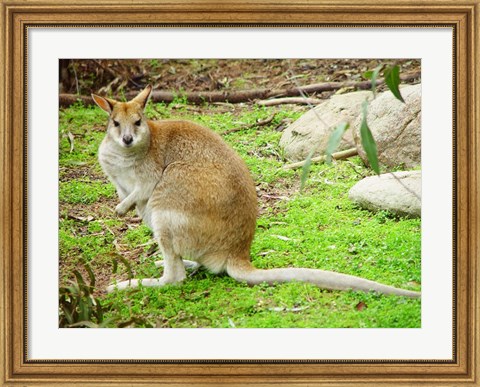 Framed Kangaroo Outdoors Print