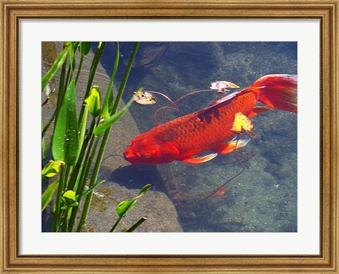 Framed Red Goldfish Print