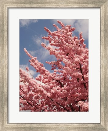 Framed Cherry Blossoms Print