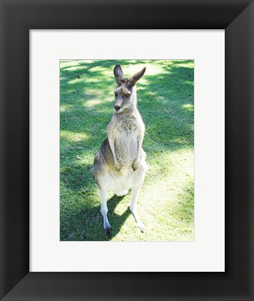 Framed Kangaroo In Field Print