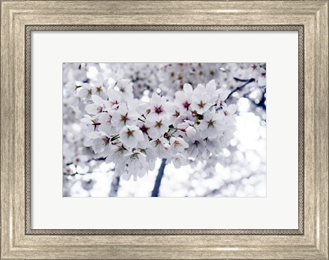 Framed White Cherry Blossoms photo Print