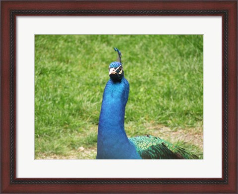 Framed Peacock Closeup of Head Print