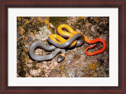 Framed Western Ringneck snake Print