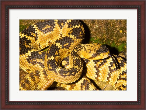 Framed Black-Tailed rattlesnake Print