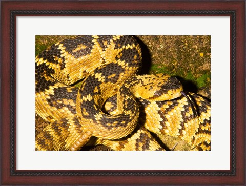 Framed Black-Tailed rattlesnake Print