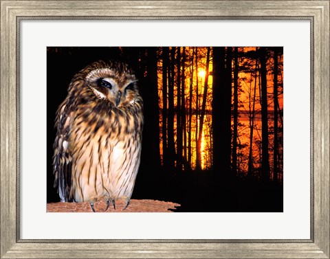 Framed Barred Owl perching on a log Print