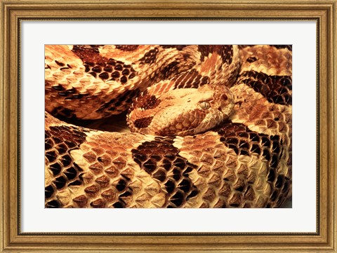 Framed Canebrake Rattlesnake Print