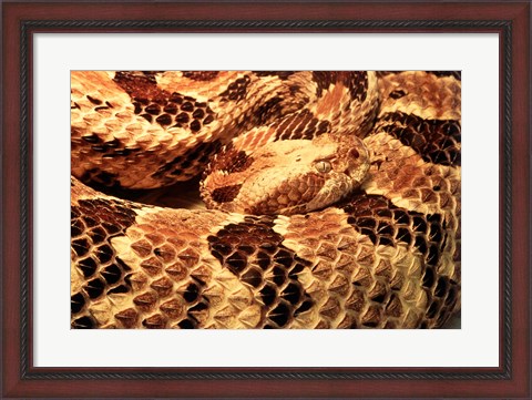 Framed Canebrake Rattlesnake Print