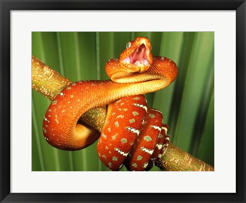 Framed Orange Red Snake on Tree Print