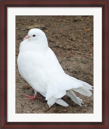 Framed Animal Farm  Dove Print