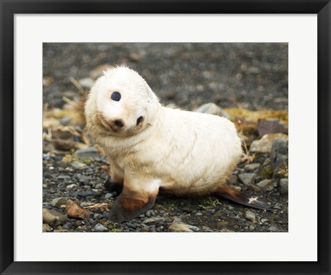 Framed Baby Fur Seal, South Georgia Print
