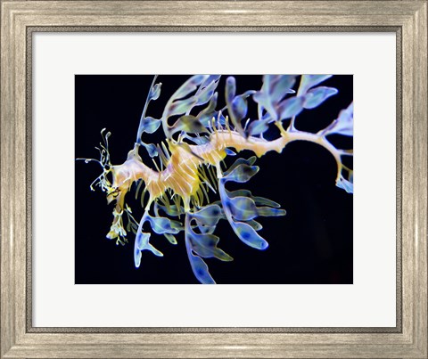 Framed Sea Horse underwater Print