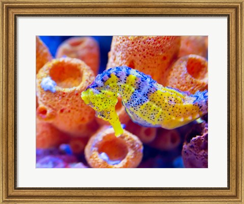 Framed Birch Aquarium Print