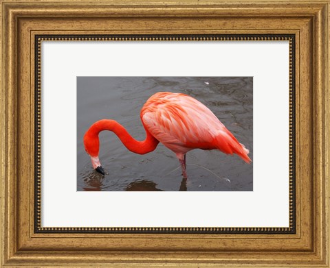 Framed Caribbean Flamingo at Slimbridge Arp Print