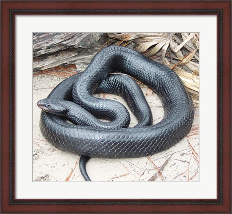 Framed Eastern Indigo Snake Print