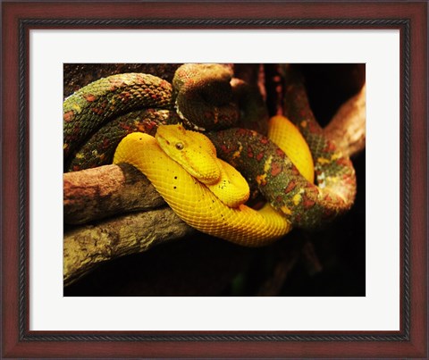 Framed Eyelash Pit Viper Print