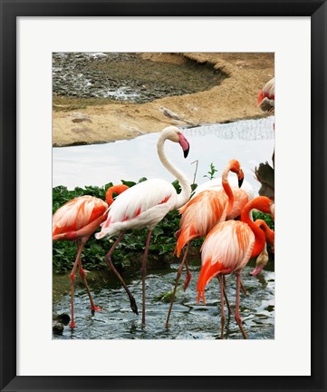 Framed Flamingos Pink and White Print