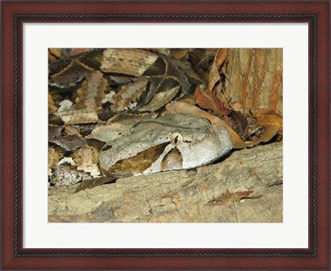 Framed Gaboon Viper Print