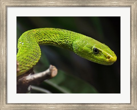 Framed Green Mamba Closeup Print