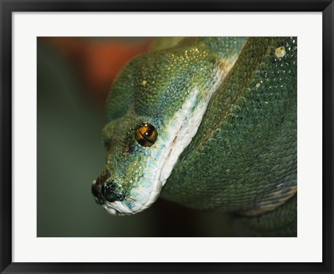 Framed Green Tree Python Print