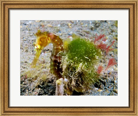 Framed Hippocampus Histrix (Juvenile Thorny Seahorse) Print