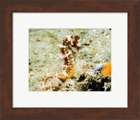 Framed Hippocampus Histrix (Thorny seahorse) Print