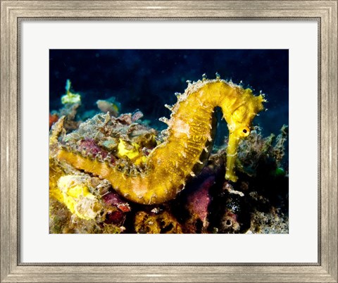 Framed Yellow Hippocampus Hystrix (Spiny Seahorse) Print