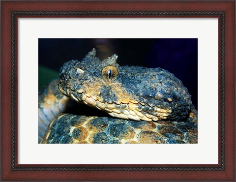 Framed Horned Viper Print