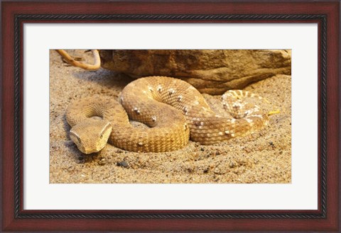 Framed Leaf Nosed Viper Print