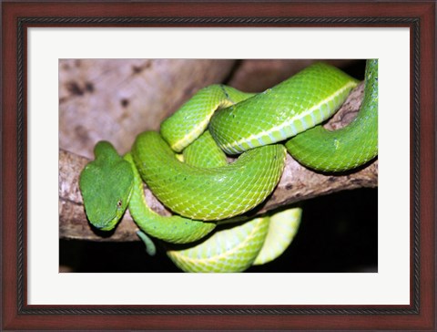 Framed Palm Pit Viper Print