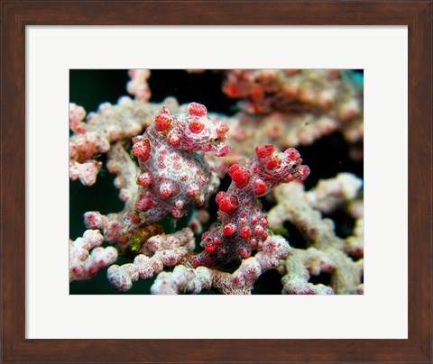 Framed Pygmy Seahorses Print