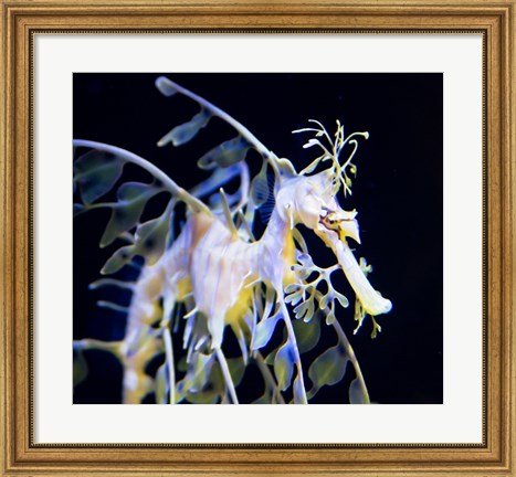 Framed Seahorse Photograph Print