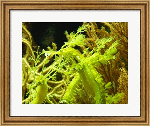 Framed Wilhelma Grne Seepferdchen - up close Print