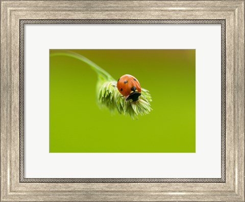 Framed Close-up of a ladybug on a flower Print