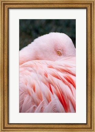 Framed Flamingo Light Pink Print