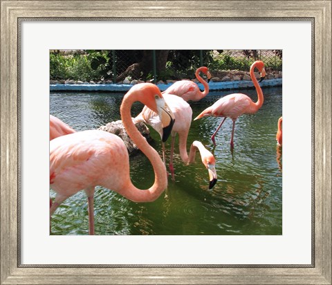 Framed Flamingos in a Zoo Print