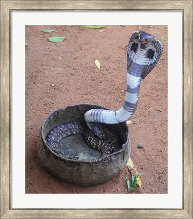 Framed Indian Cobra Print