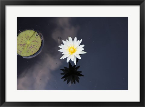 Framed Lotus Yin-Yang Print