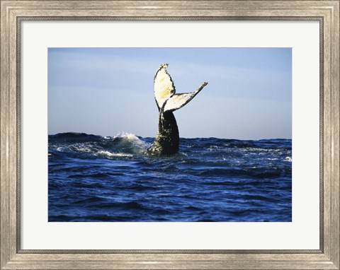 Framed Humpback Whale Tail Above Ocean Waves Print