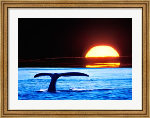 Framed Tail fin of a whale in the sea Print