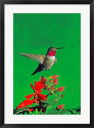 Framed Broad-Tailed hummingbird hovering over flowers, Arizona, USA Print