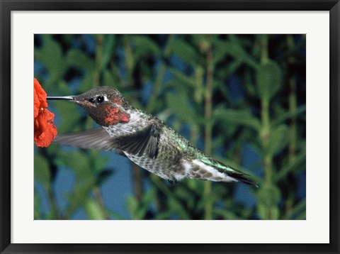 Framed Anna&#39;s hummingbird pollinating a flower Print