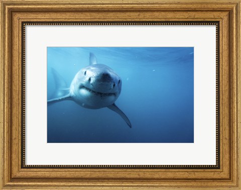 Framed Great White Shark Swimming Print