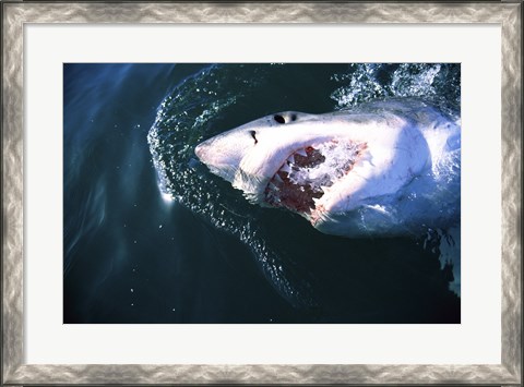 Framed Great White Shark Eating Print