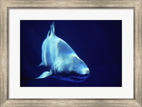 Framed Shark Great White Print