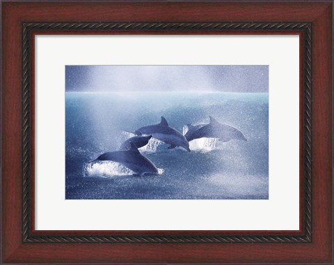 Framed Dolphins Print